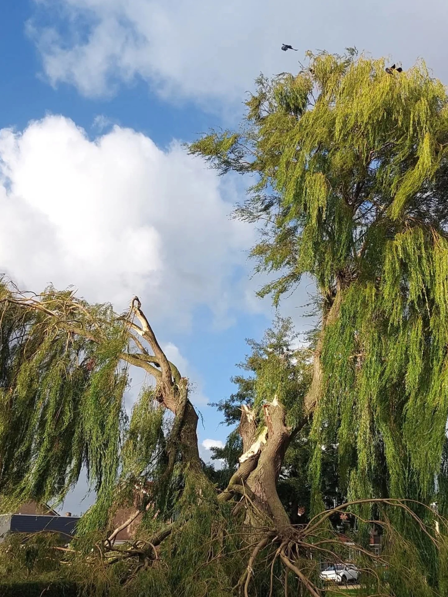 Wilg met stormschade, uitgescheurde takken tegen een blauwe lucht in Maasland