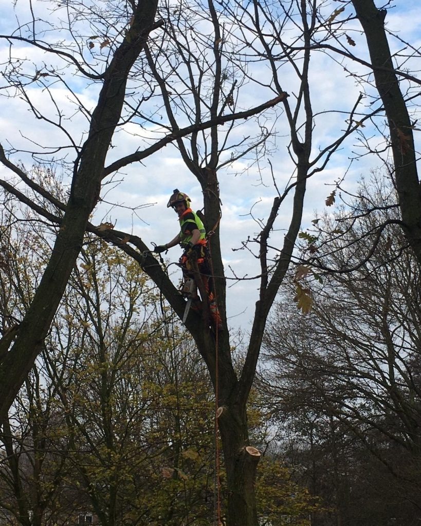 Klimmer hoog in een kale boom in de herfst
